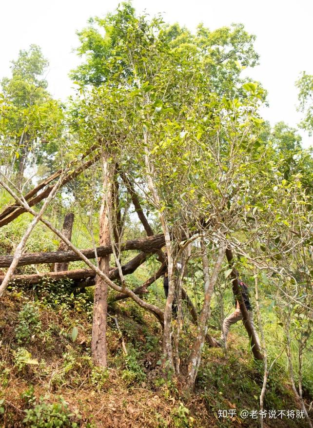 近距离走进贡茶头号宠儿,神秘的曼松王子山|春茶vlog,no.12