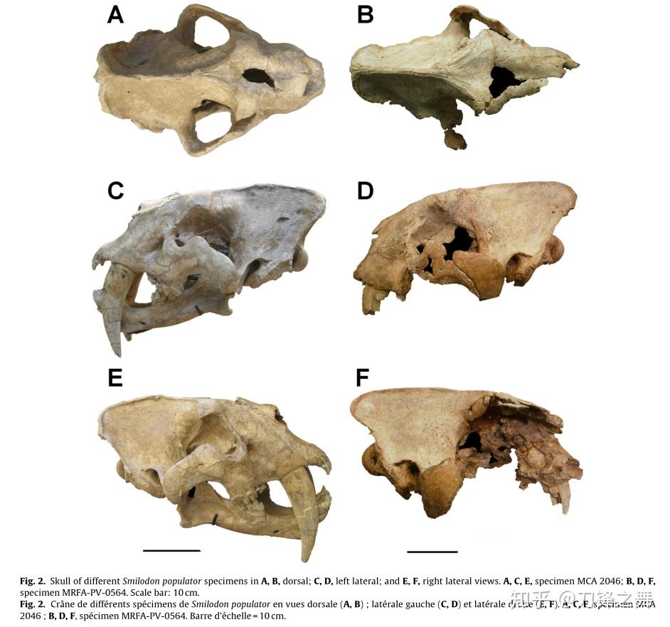 剑齿虎打得过狮子老虎吗?(剑齿虎与狮子体型对比)