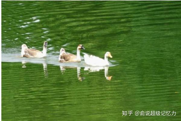 我爱家教 记忆力训练 古诗咏鹅的快速记忆 知乎