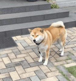 250_269gif 动态图 动图