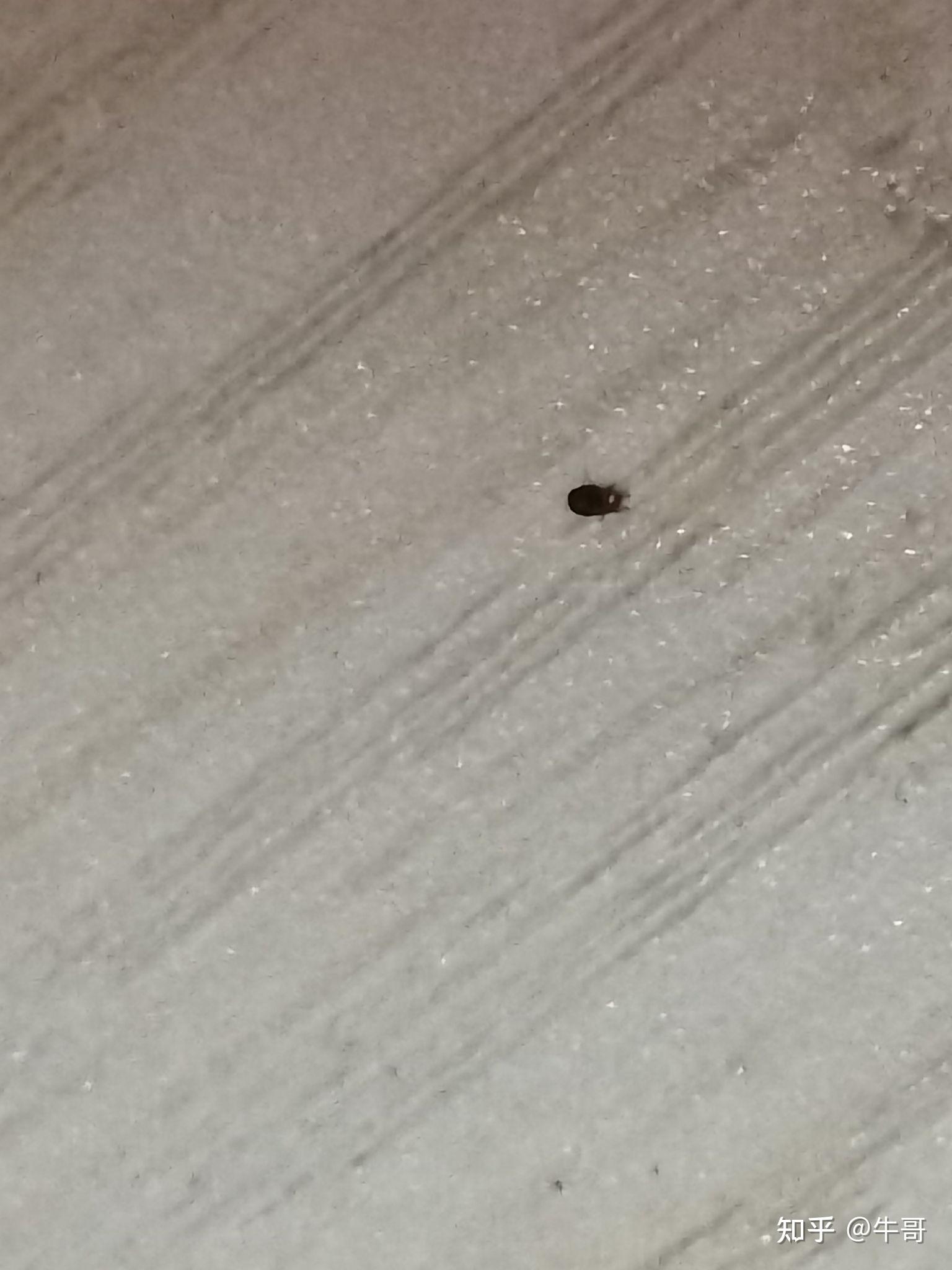 革螨,主要寄生在鸡,鸽子麻雀等动物身上.非常形似蜱虫.