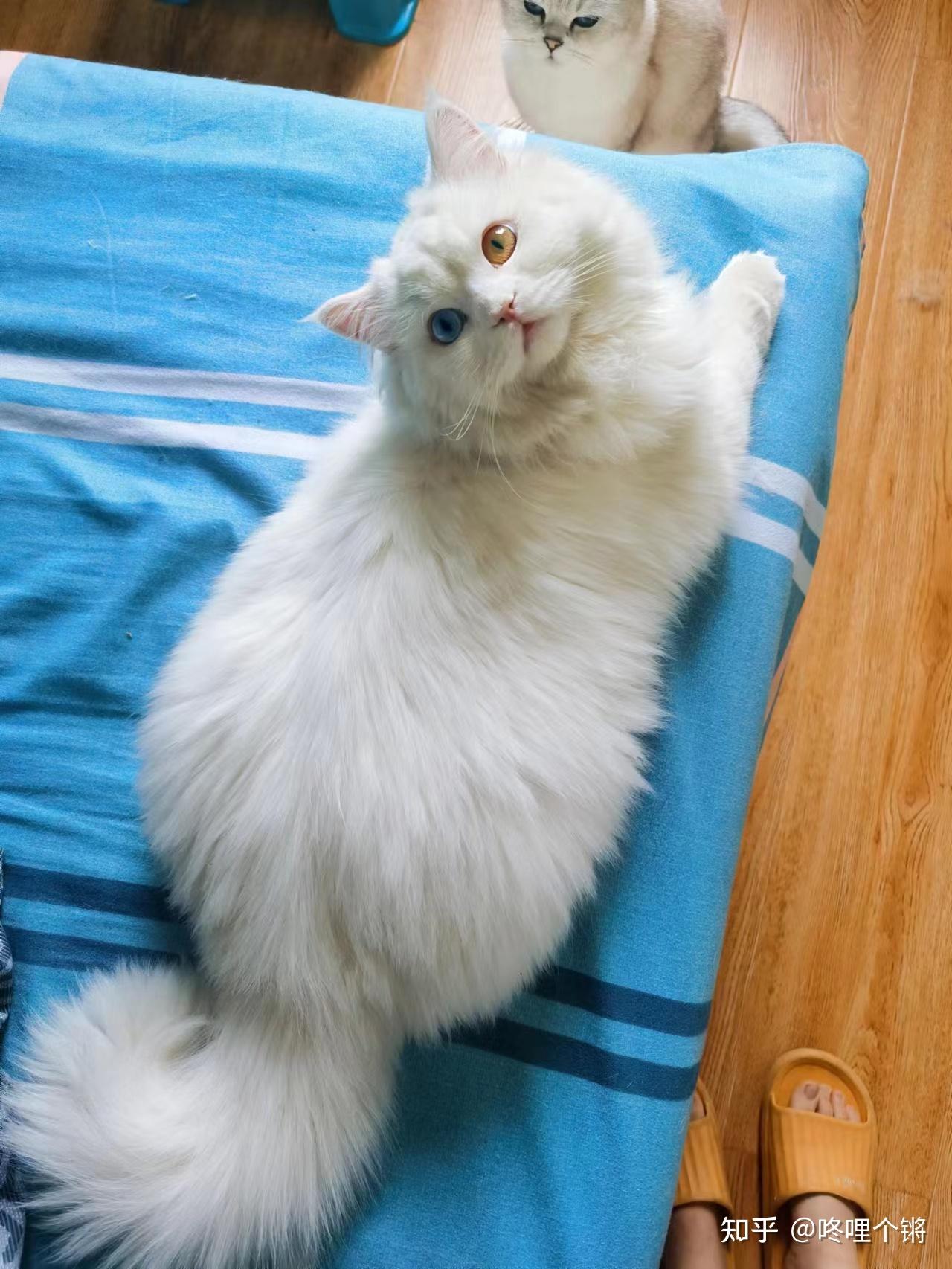 养一只纯白的狮子猫是一种什么体验? - 知乎