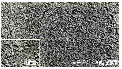 细胞生物学思维导图-核被膜、核仁和核糖体 - 知乎