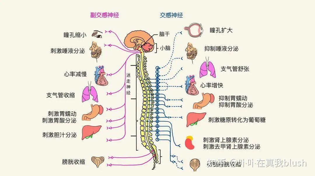 在睡觉之前,副交感神经理应占上风,但手淫会使交感神经占上风