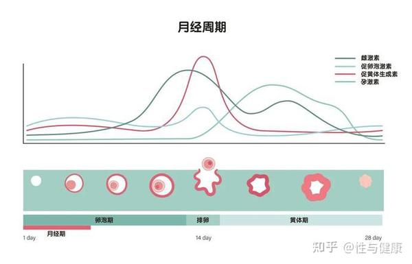 为什么女人每个月这几天性欲会变强 知乎