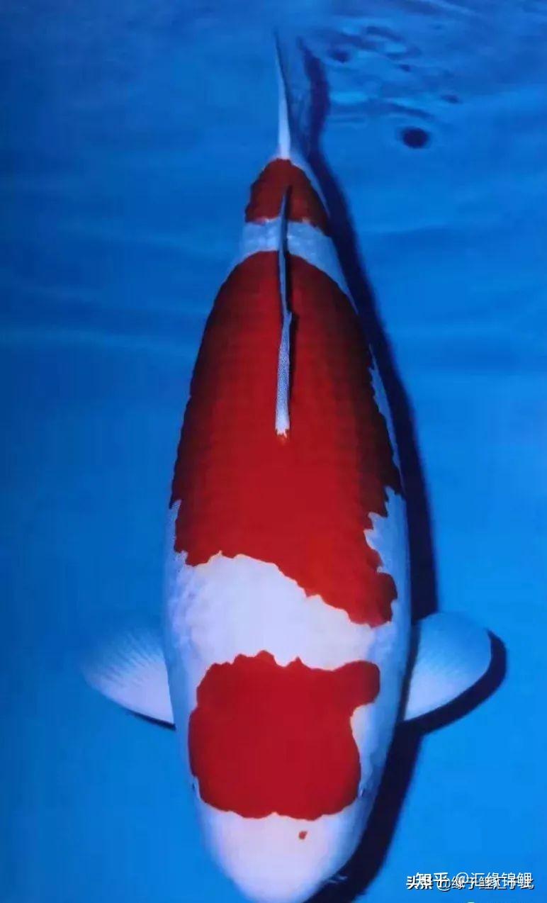 除此以外,其实锦鲤还有蓝色,黄色,绿色,茶色等多种多样的色彩,不管