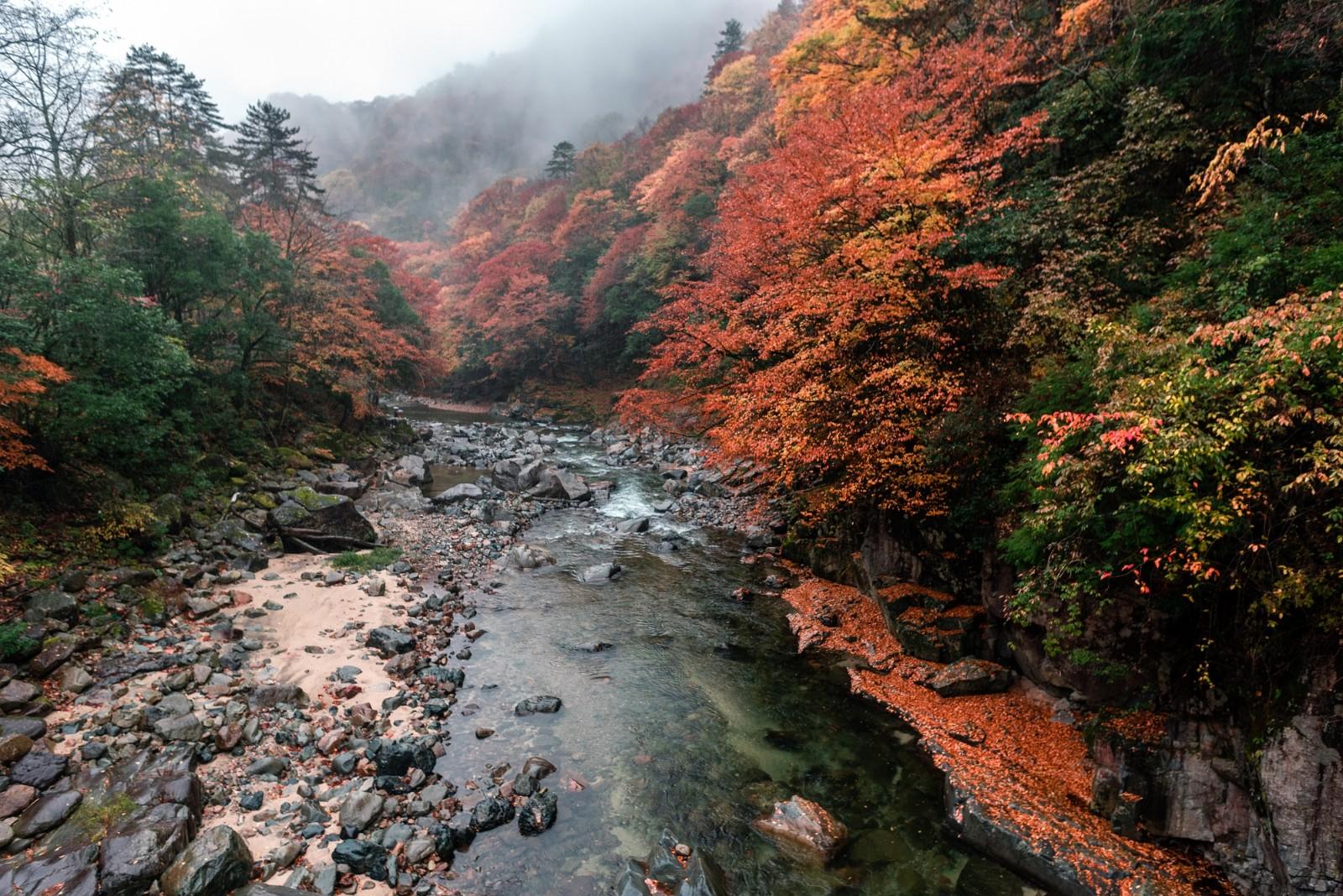 光雾山赏秋最全指南!带你领略“中国红叶第一山”的红叶盛宴