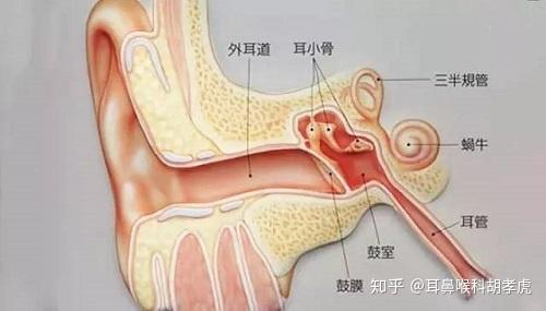 胡孝虎医生 患了耵聍栓塞 危害有哪些 知乎