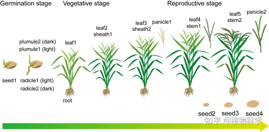 海南大学罗杰团队在molecular plant 上发表文章,构建水稻全生育期
