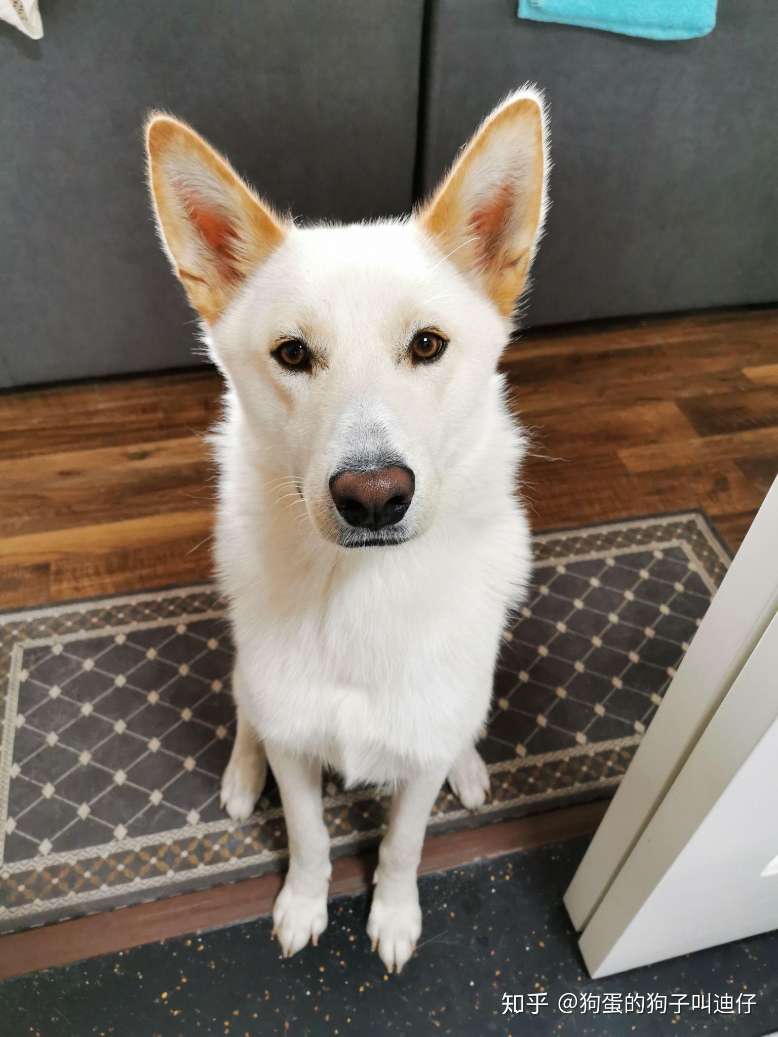 你见过哪些特别漂亮可爱的混血狗狗