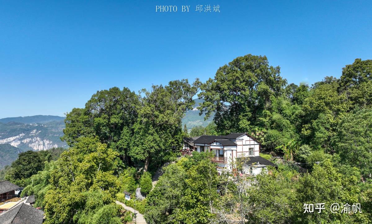 重庆发现世界最大的千年金丝楠木群，树王超1500年，你知道吗