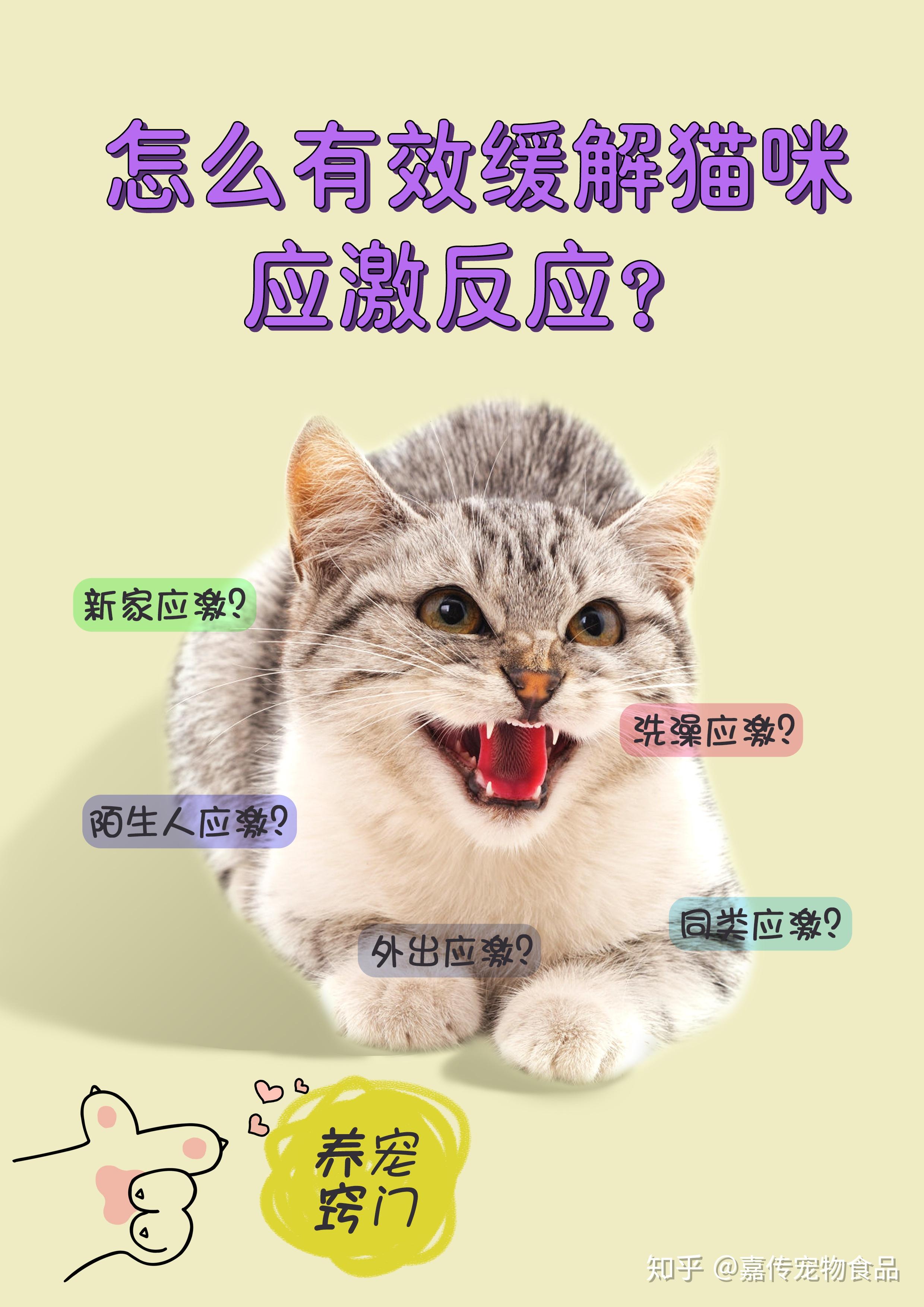 养宠窍门栏目怎么有效缓解猫咪应激反应
