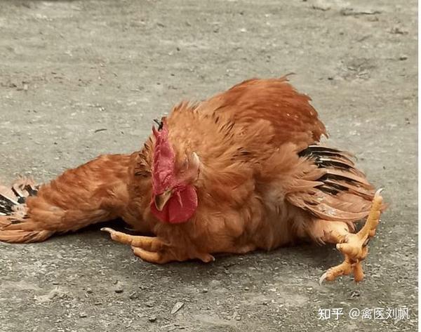 鸡瘫痪站不起来怎么治疗 引起鸡瘫痪的原因有哪些 - 知乎
