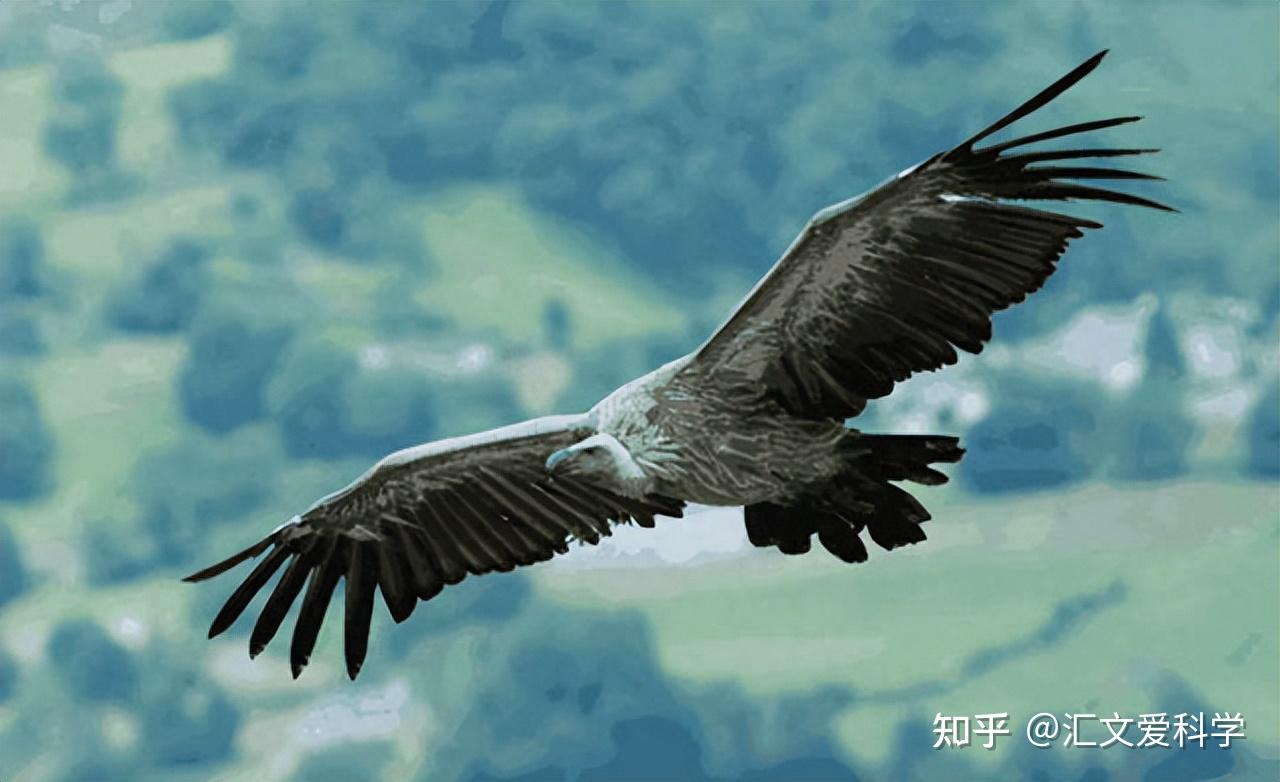 鸟类到底是怎么飞行的？ - 知乎