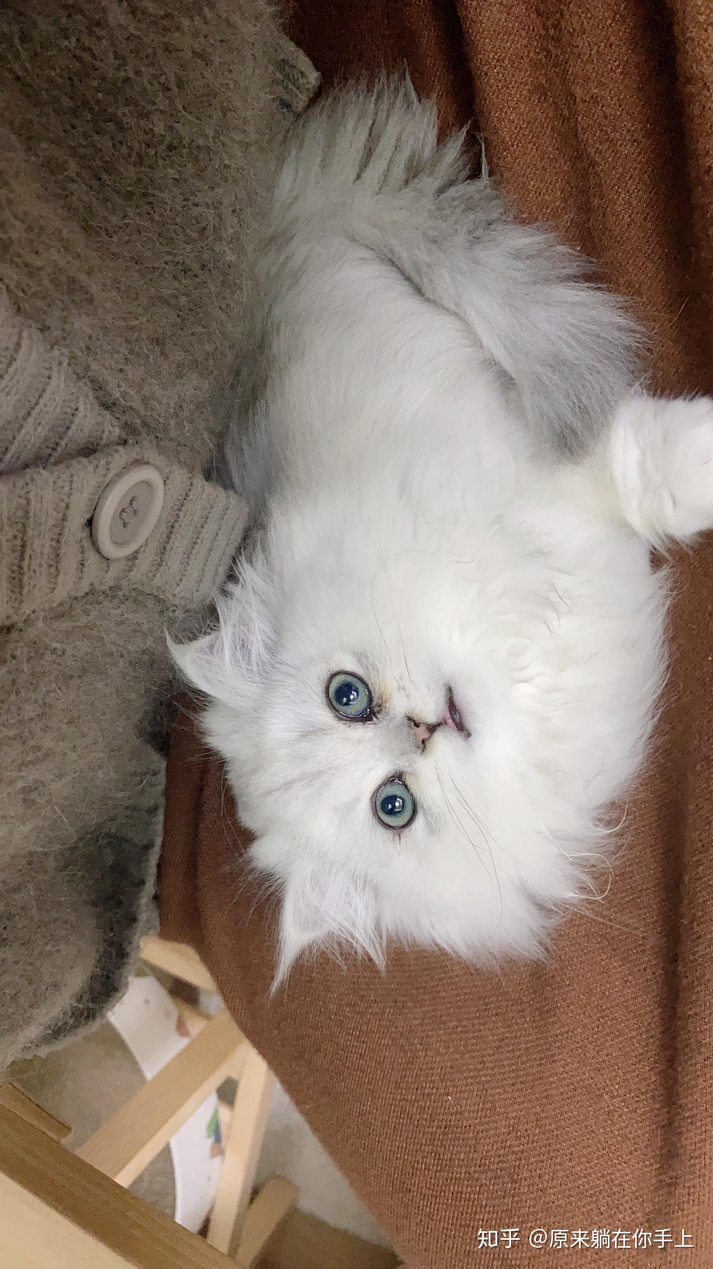 请问我的银渐层长毛猫咪品相如何? - 知乎