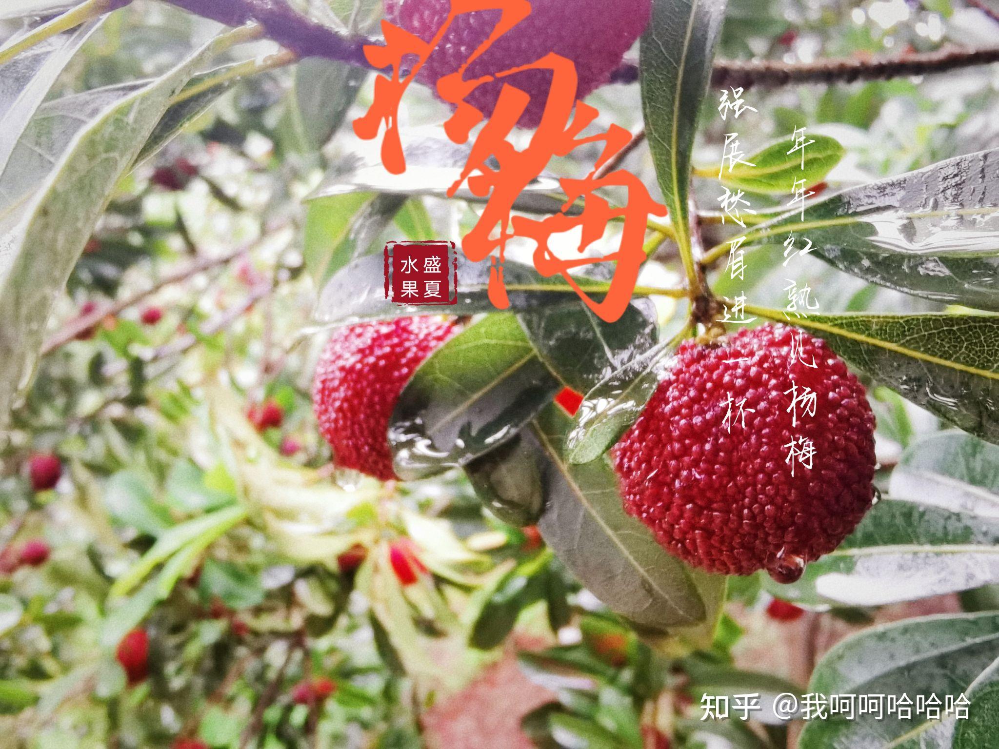 酸酸甜甜 开启Q5etron摘杨梅之旅 - 知乎