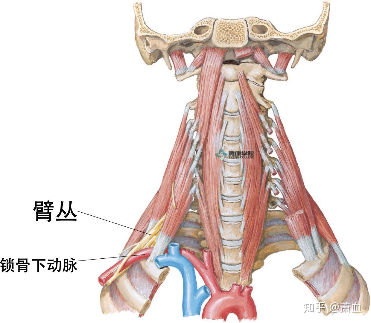 胸廓出口綜合徵