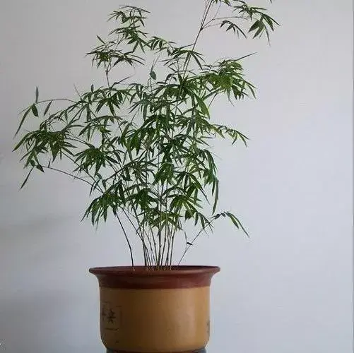 米竹的鉴赏与养护管理 - 知乎