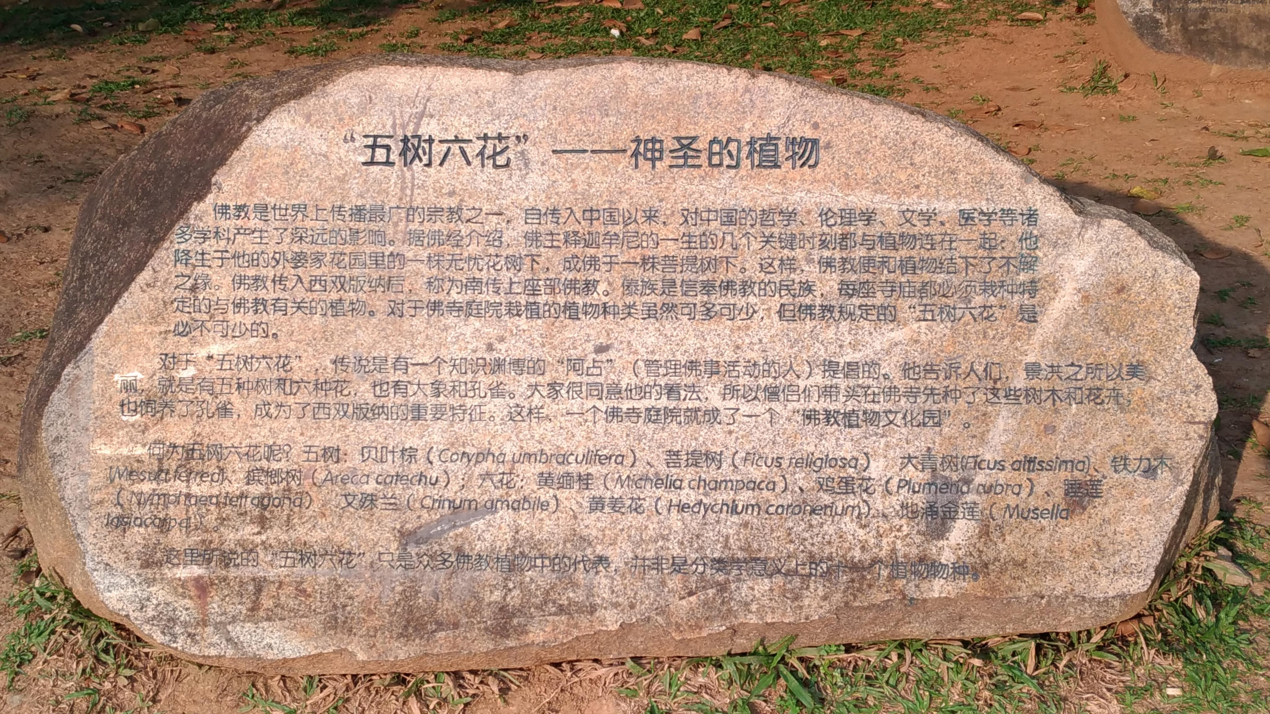 观察丨西双版纳佛寺的五树六花不只有11种植物