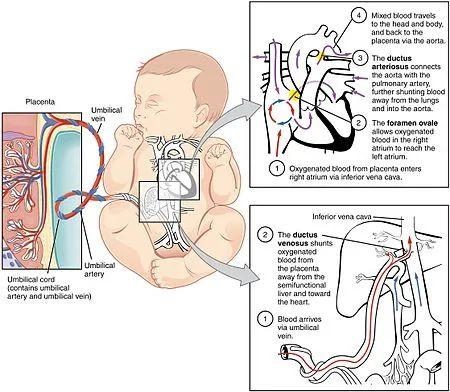 脐动脉位置图片
