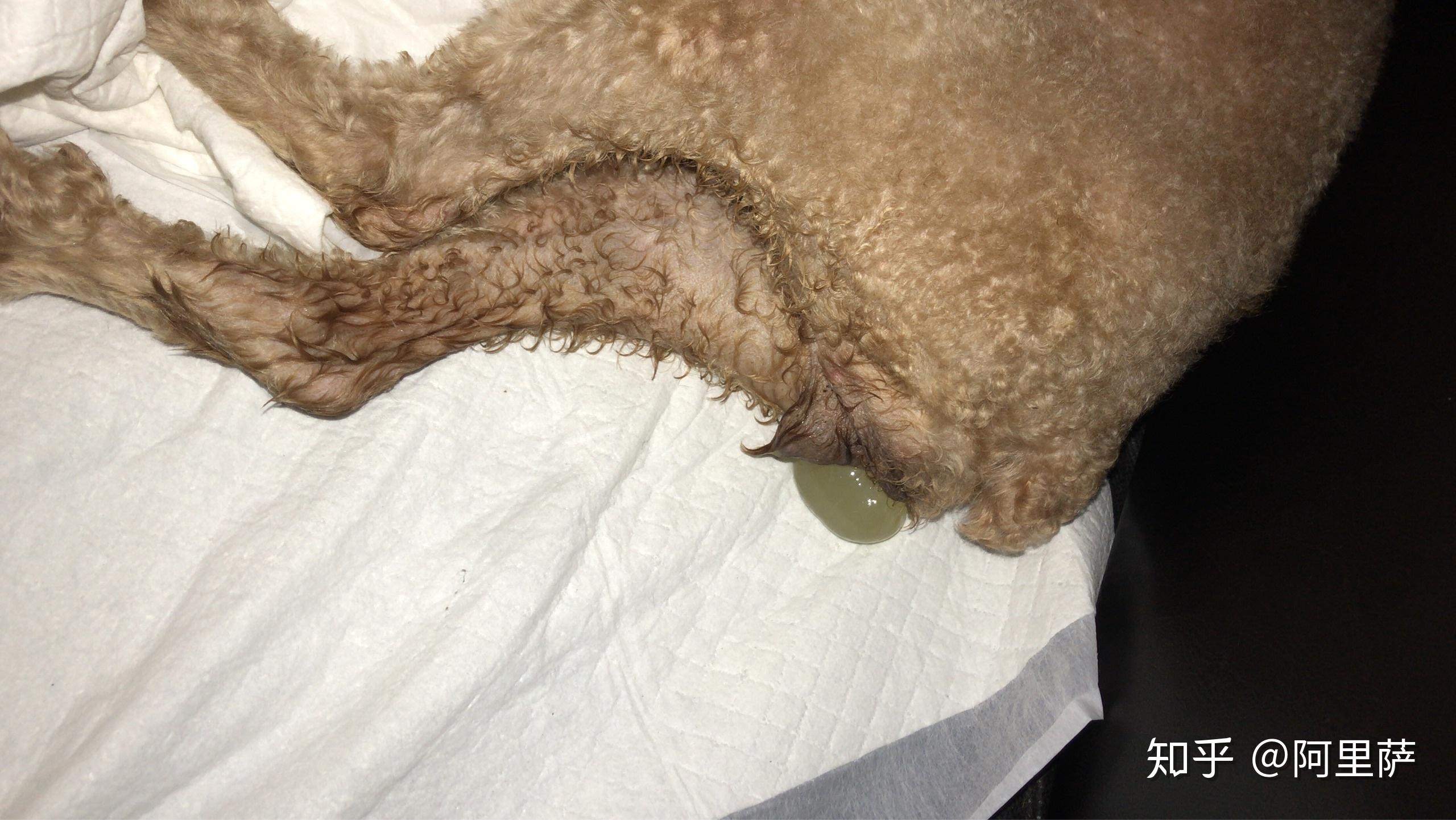 请问这个是狗狗的羊水吗? - 知乎