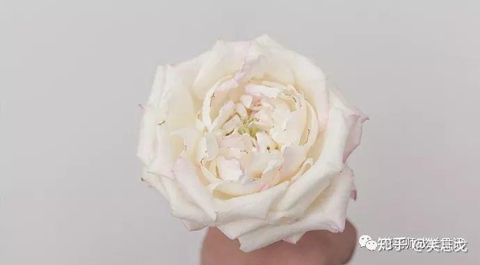 10款白色玫瑰品种介绍 每一款都纯洁如白月光 知乎