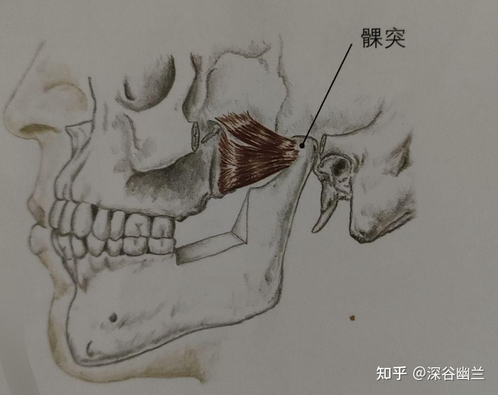 翼下颌皱襞疼痛图片