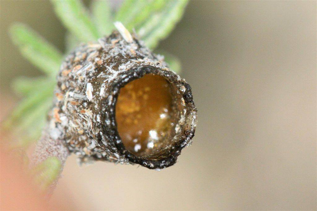 采脂蜂是骗局吗? - 知乎