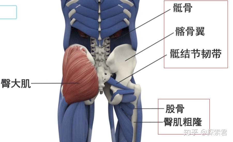 臀部肌肉主要包括臀大肌,臀中肌和臀小肌.由外向內層層包裹.