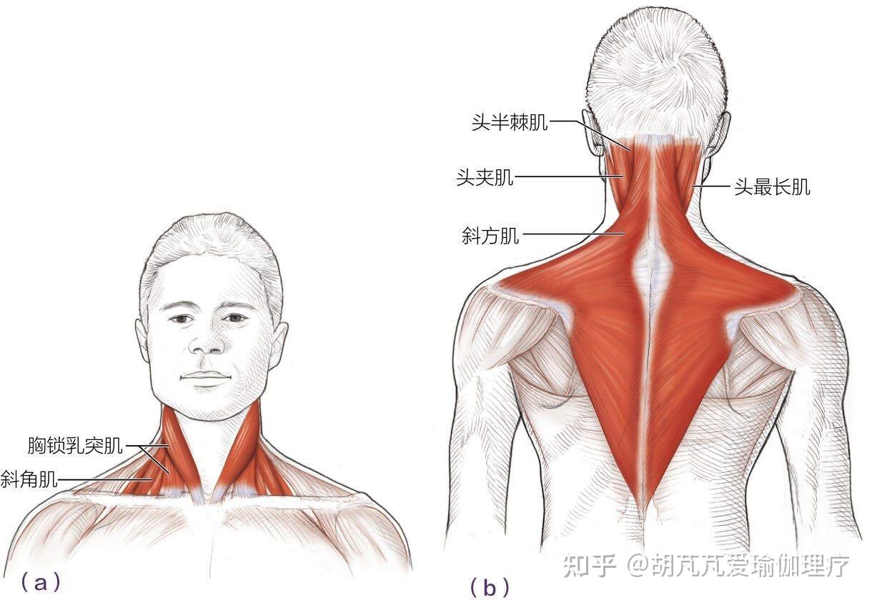 颈部前屈后伸示意图图片