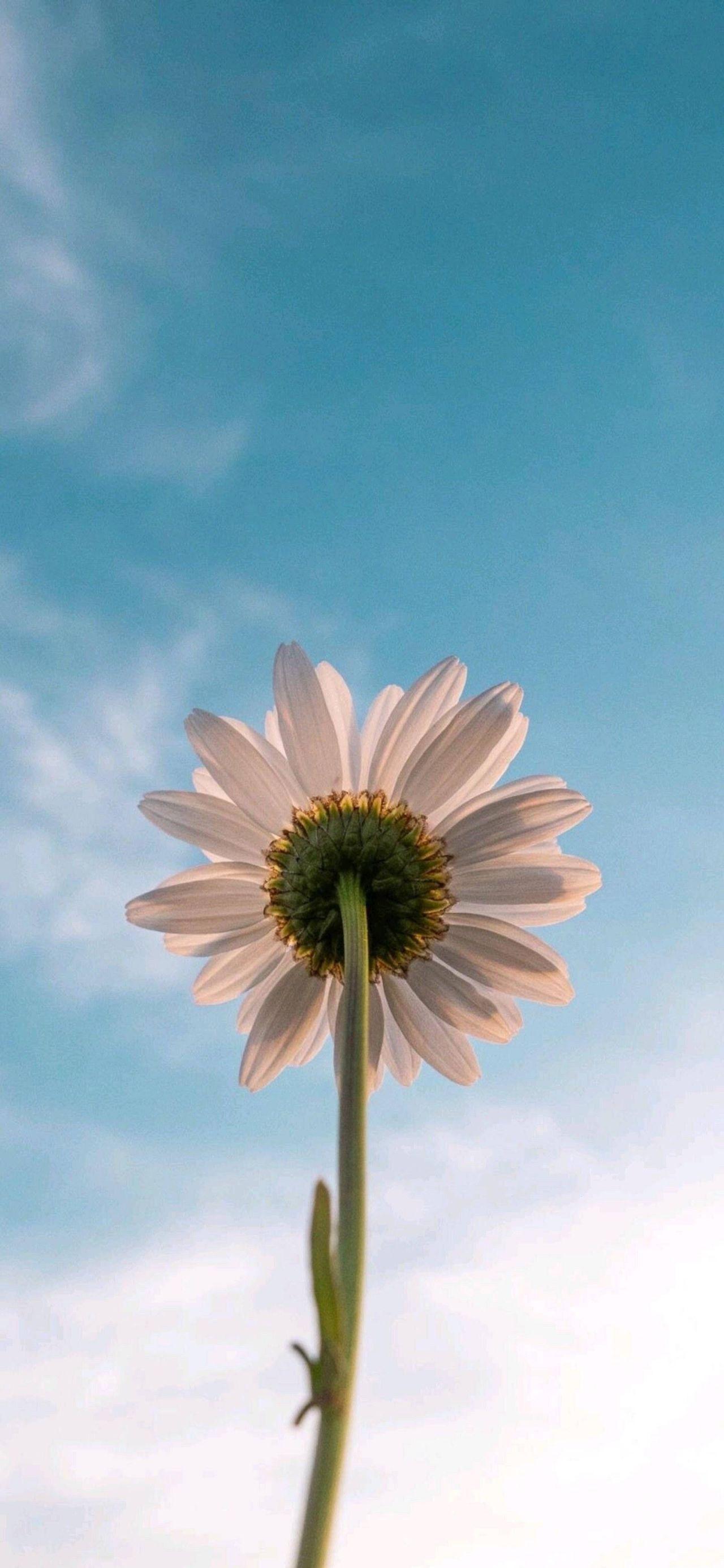 有没有都是向日葵的壁纸呢,让人看了心情超好的? - 知乎