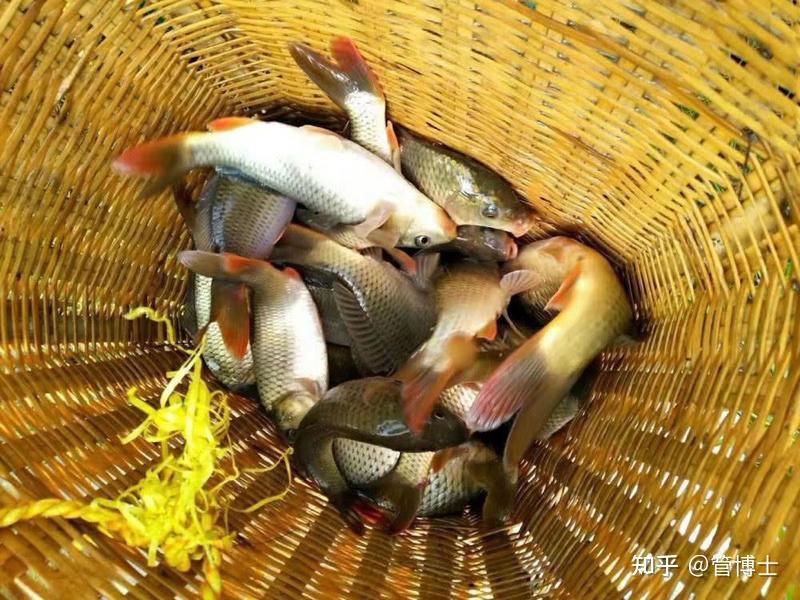 全基因组关联研究揭示了与中国稻鱼综合养殖经济鱼类稻花鲤鱼生长相关的标记和候选基因 - 知乎
