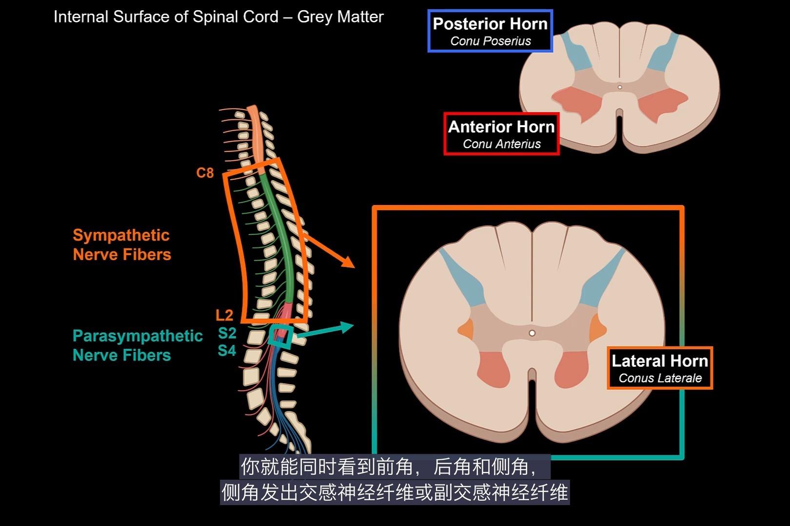 上行纤维束图片