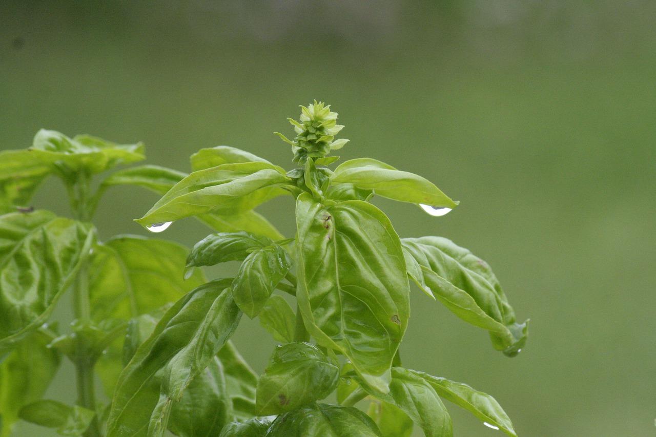5. 罗勒种植技巧