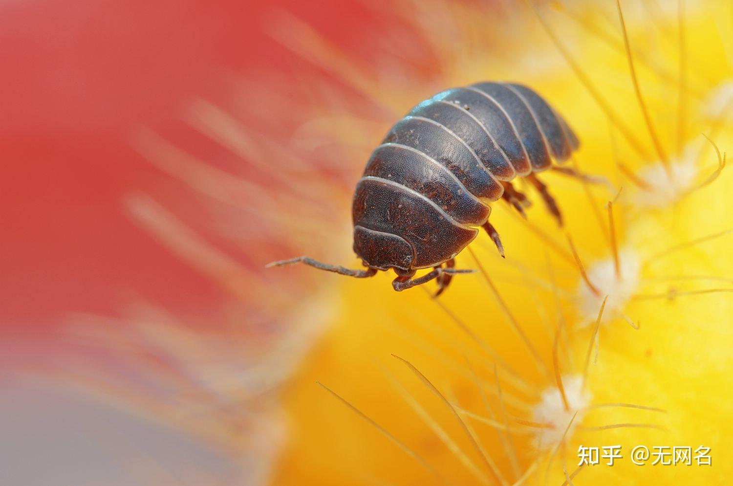 小时候见过的体型大一节节的圆形黑色多足爬行动物到底是什么