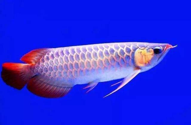 奶奶嫌养鱼费水,将值10万红龙鱼蒸了