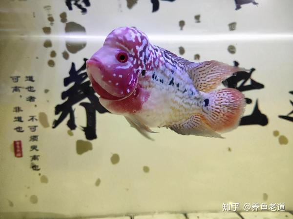 观赏鱼胸鳍上有个白点 可能要了它的命 这是病 得治 知乎