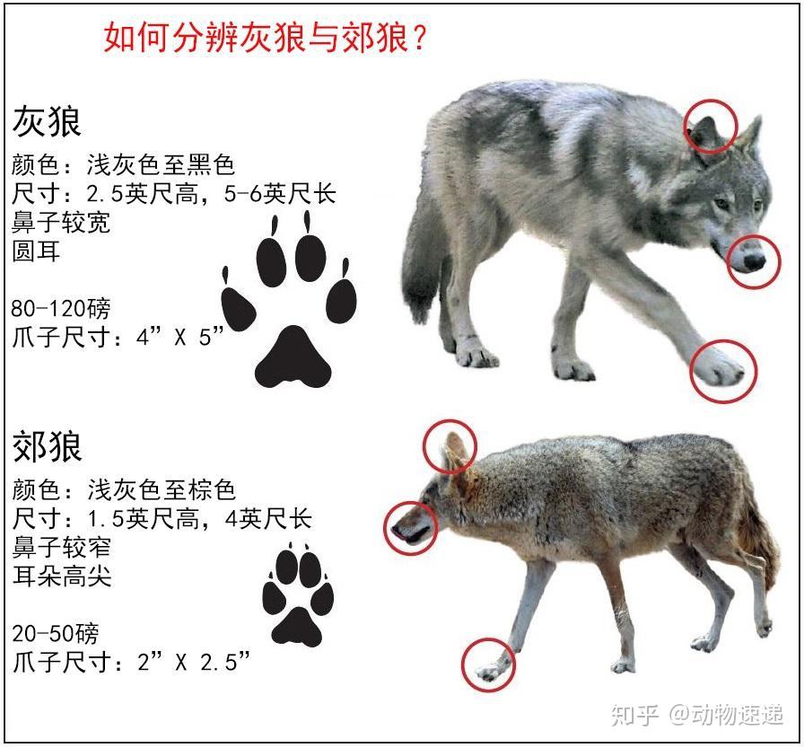 被灰狼及美洲狮暴打的郊狼，在城里闯出了一片天，还与狗成了亲家 - 知乎