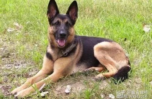 追踪呼兰大侠9请君入瓮