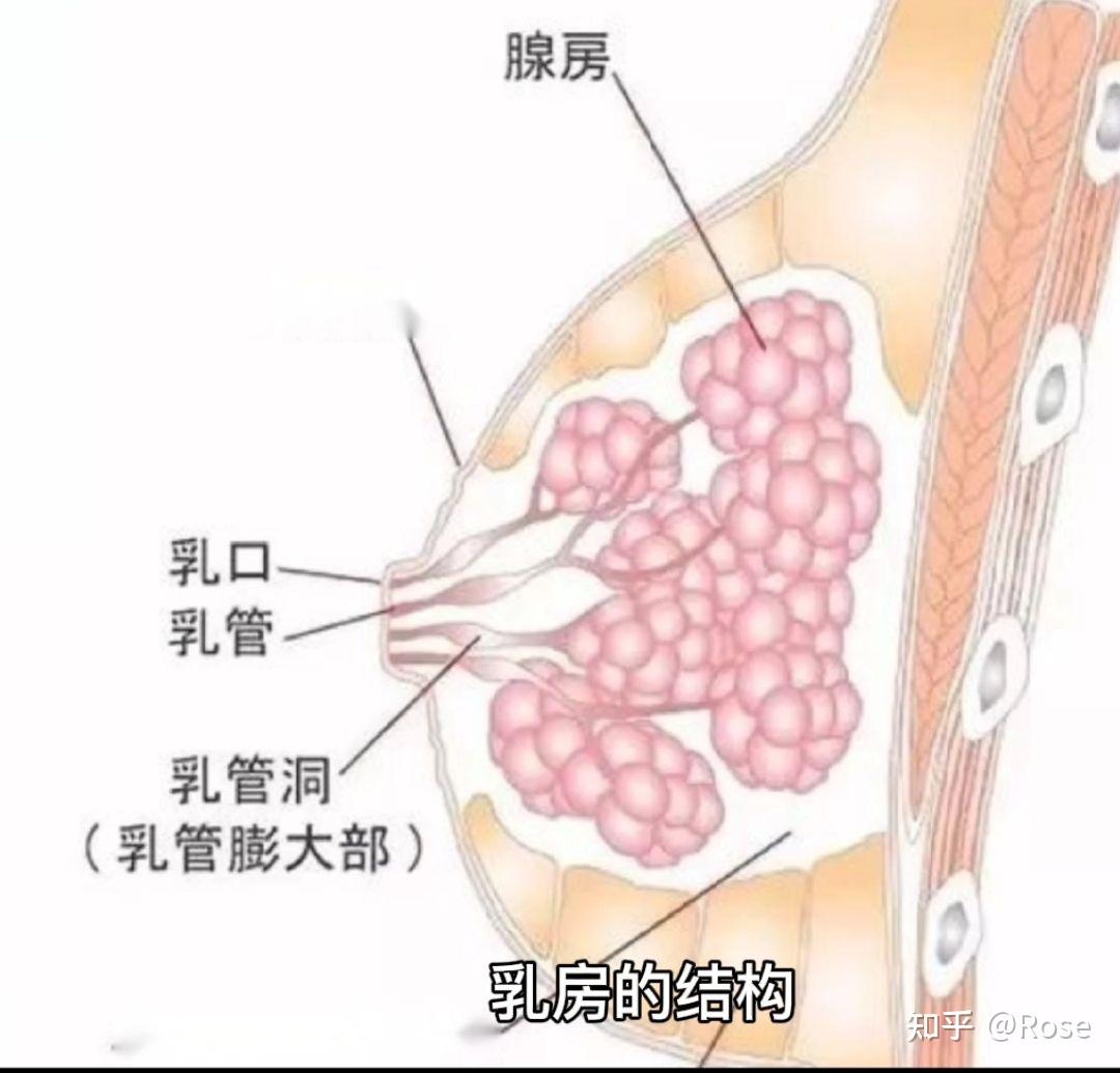 女性乳房健康知识