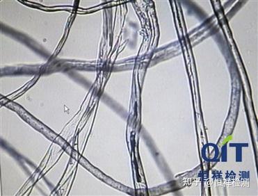 過程:檢測人員將標註為100%棉的一件圓領短袖童裝剪開,撐開,扯出纖維