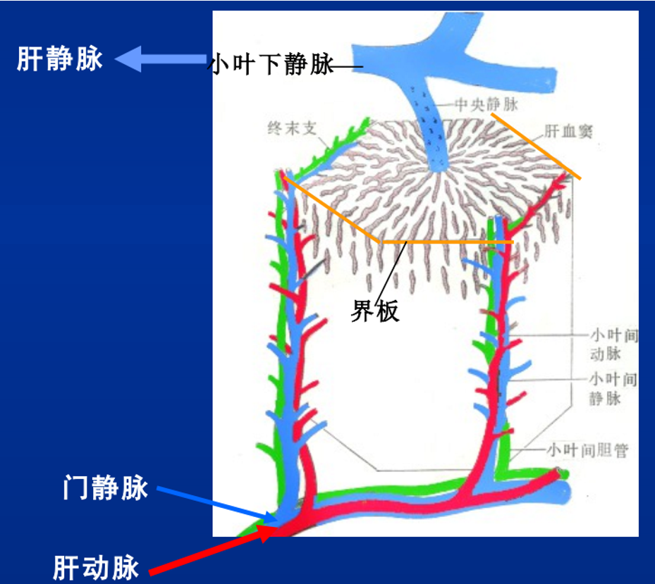 消化病理学:病毒性肝炎-其一 - 知乎