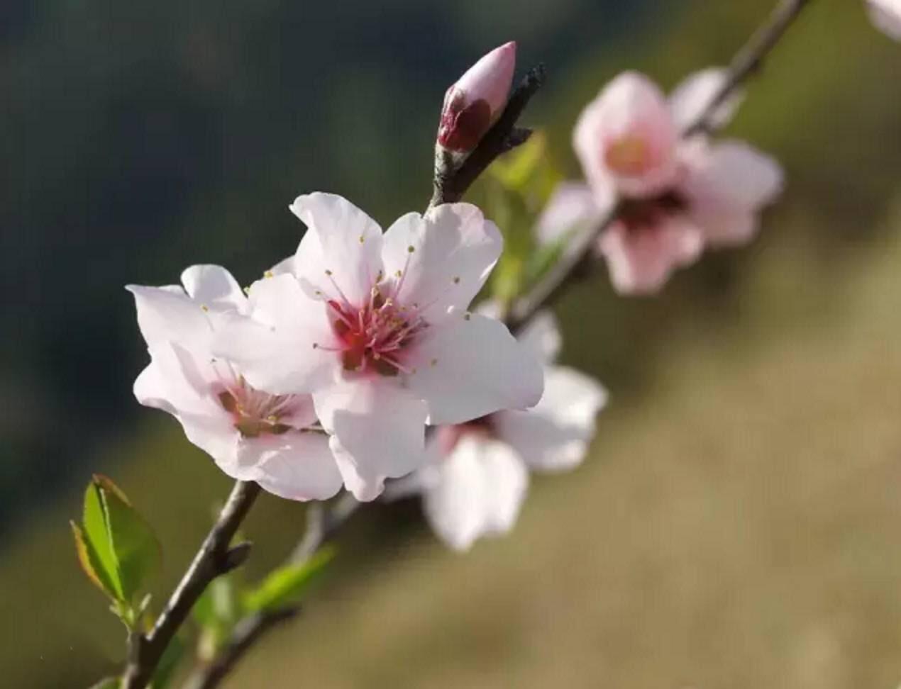 桃花杏花樱花梨花和海棠 解谜那些傻傻分不清楚的花 知乎