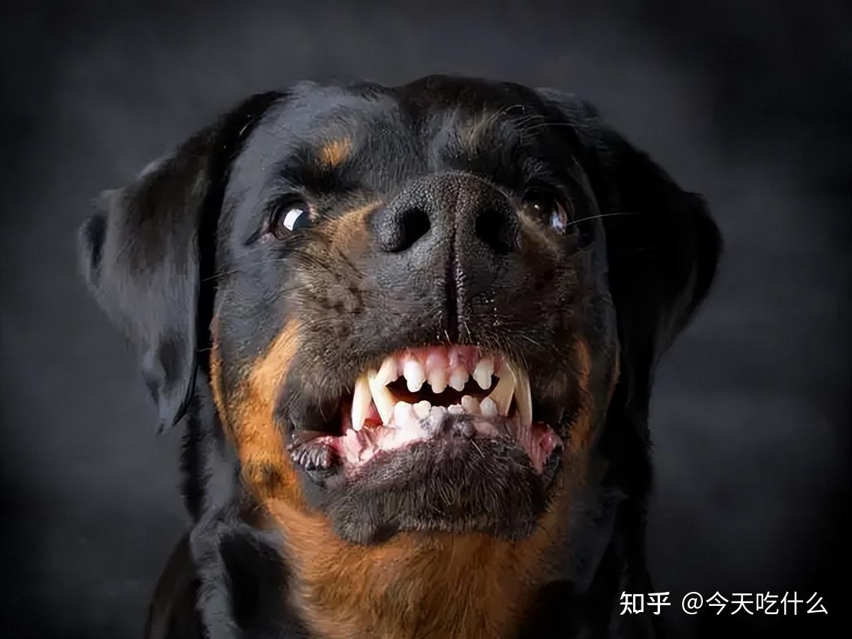 最忠诚的狗狗Ⅰ中华田园犬：护主、适应能力强