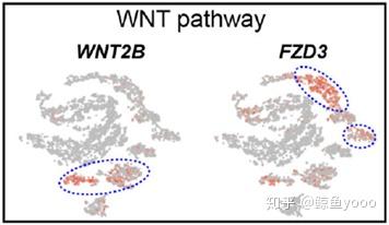 Wnetdt2 单细胞文献阅读:The adult human testis transcriptional …… - 知乎