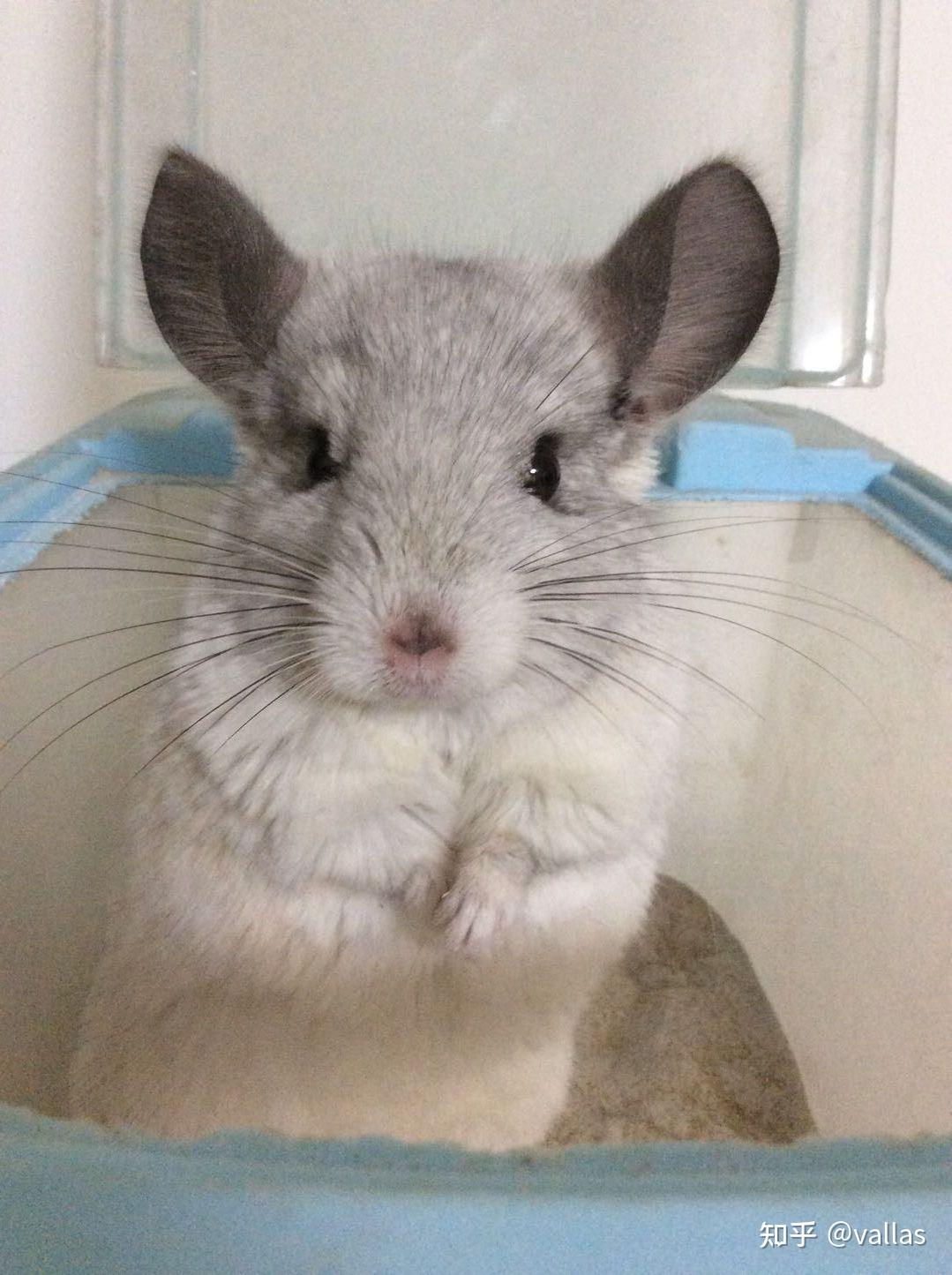 刚出生的龙猫宝宝应该怎么喂养