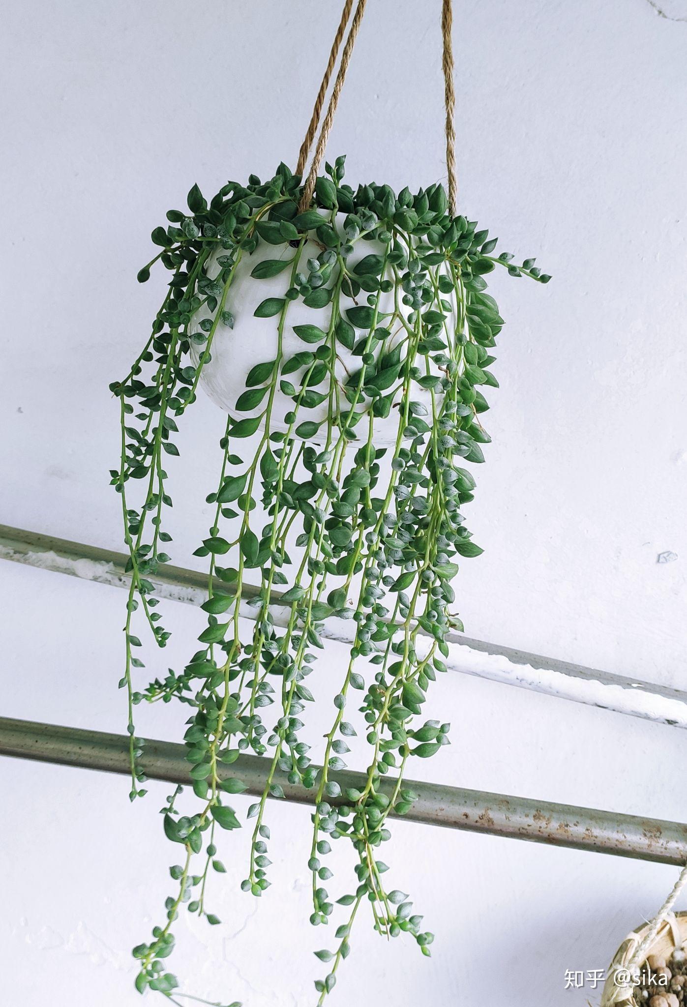 多肉植物情人泪总养死怎么回事