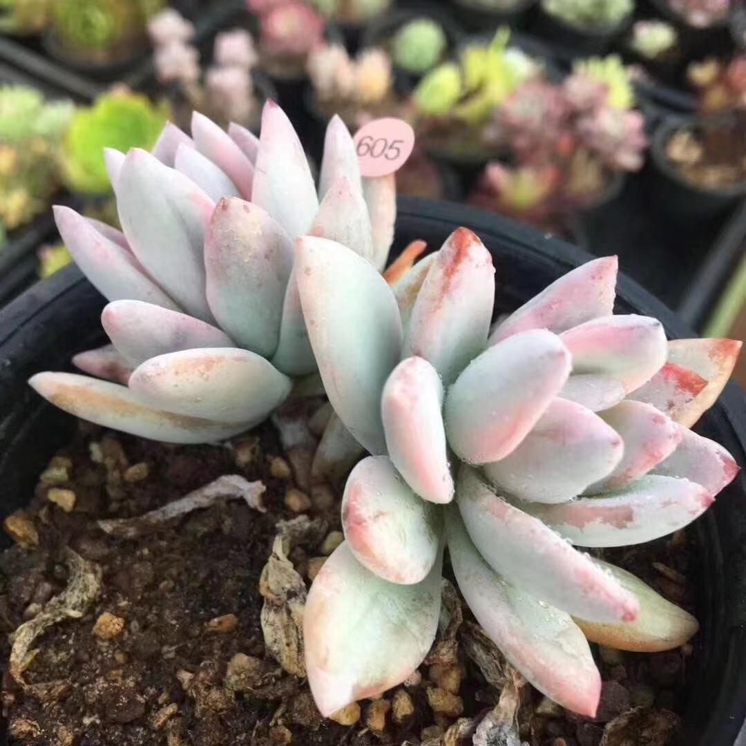 多肉植物霜之朝服盆慢是怎么回事?