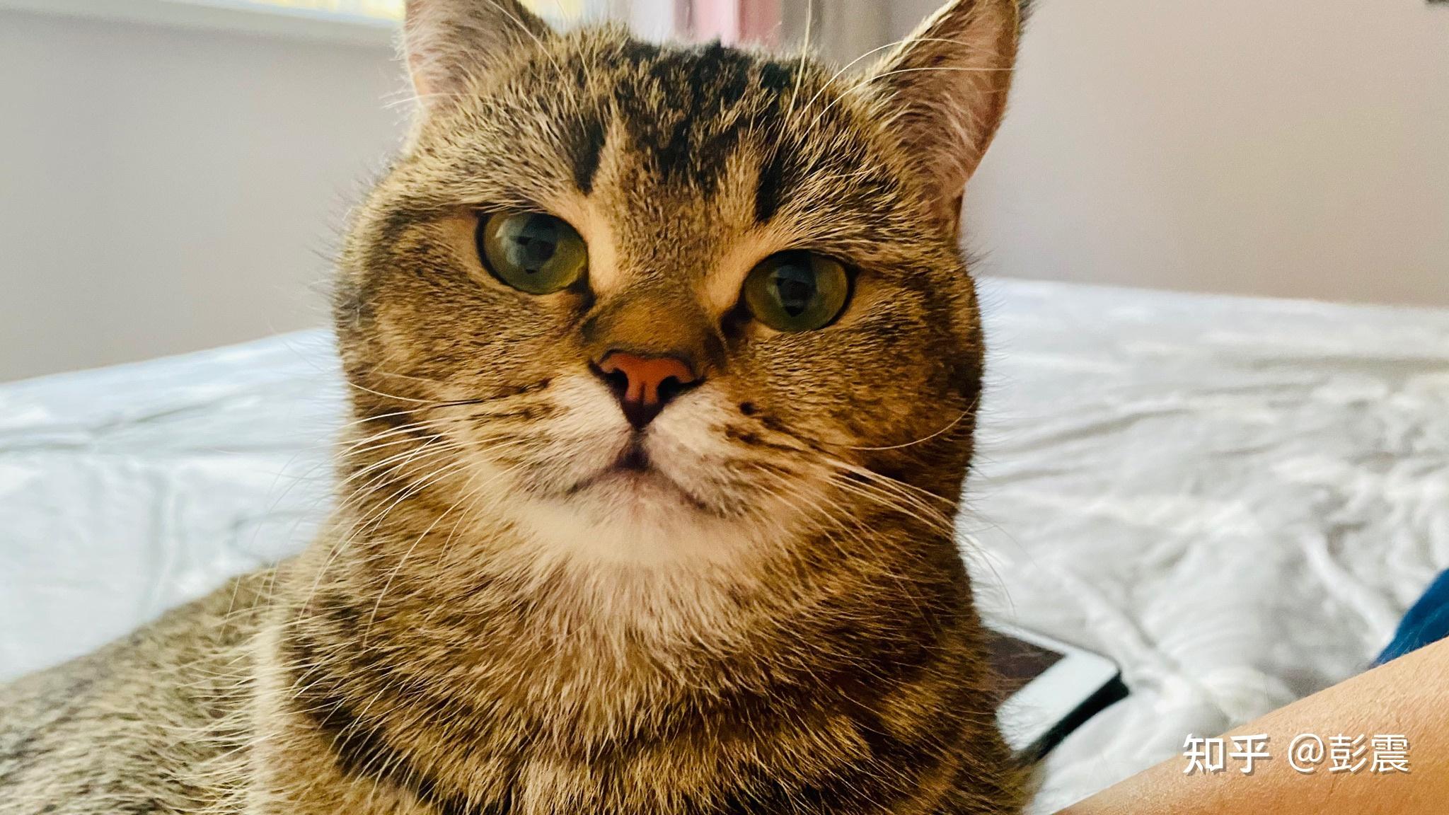 英短黑金渐层大家有了解吗