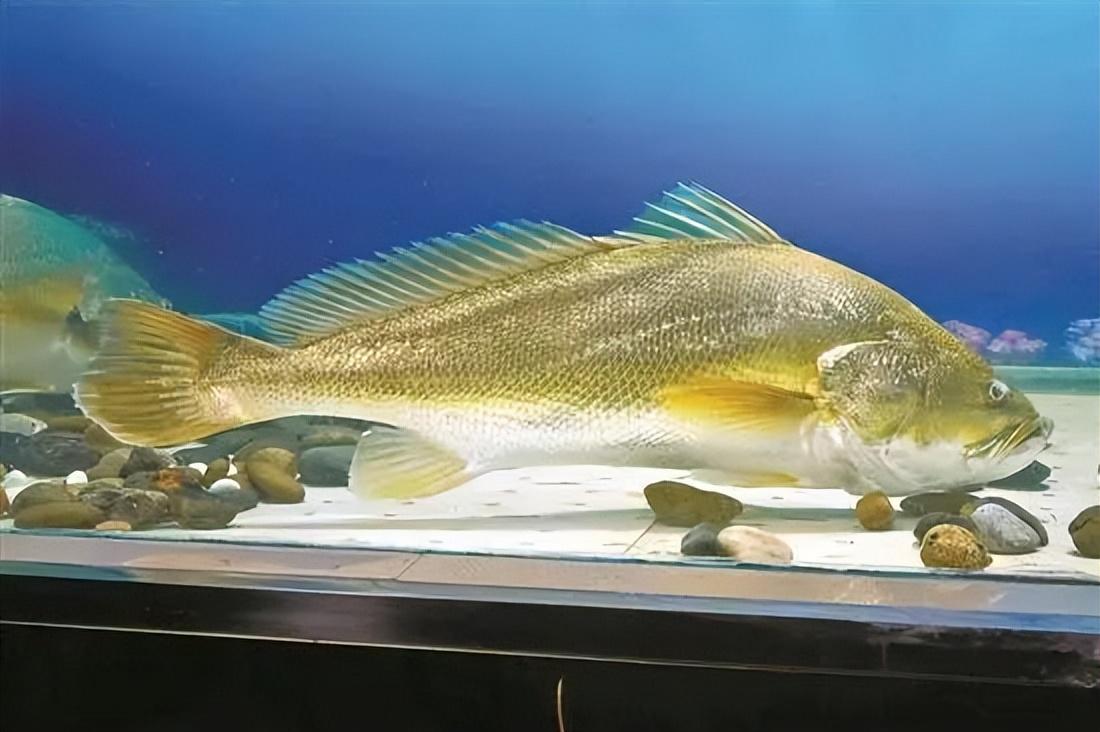 黄金鱼泰英图片